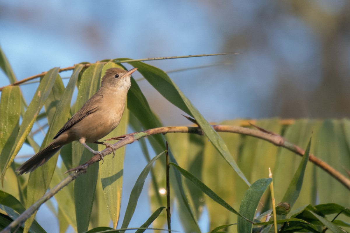 Thick-billed Warbler - ML195917251