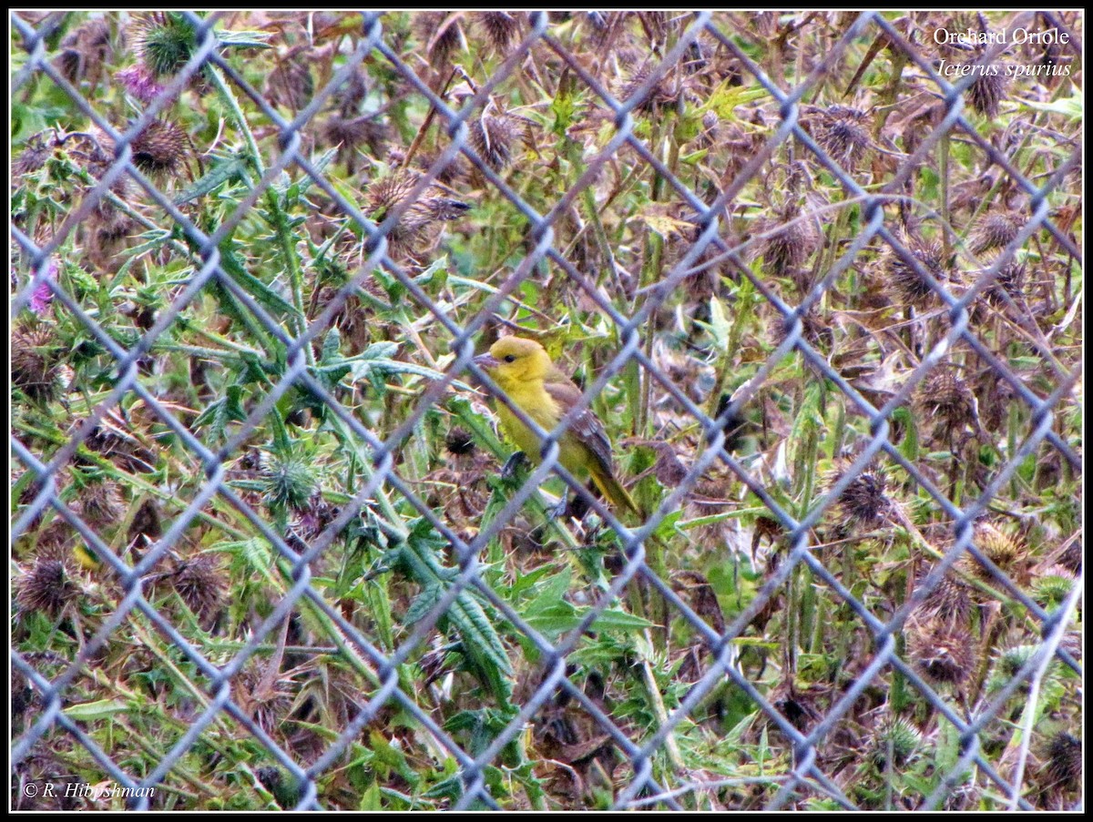 Orchard Oriole - ML195917291