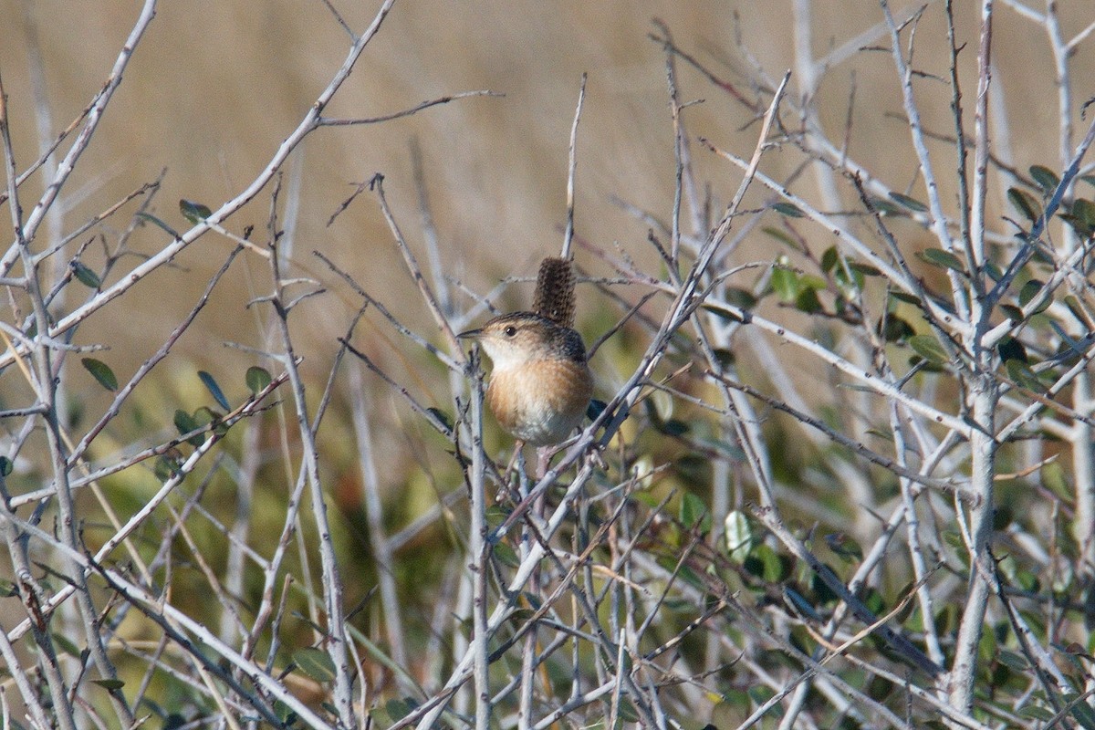 Sedge Wren - ML195918331