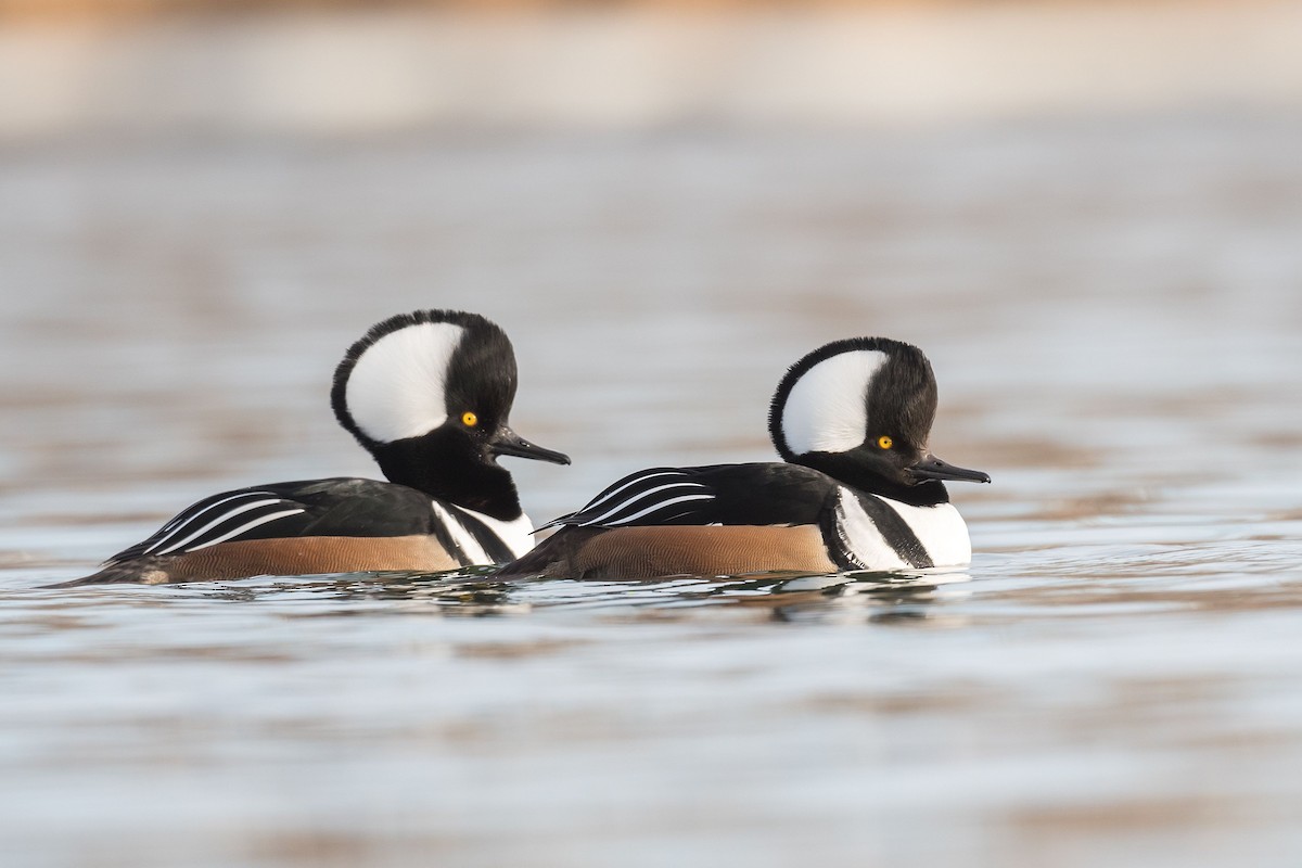 Hooded Merganser - ML195918791