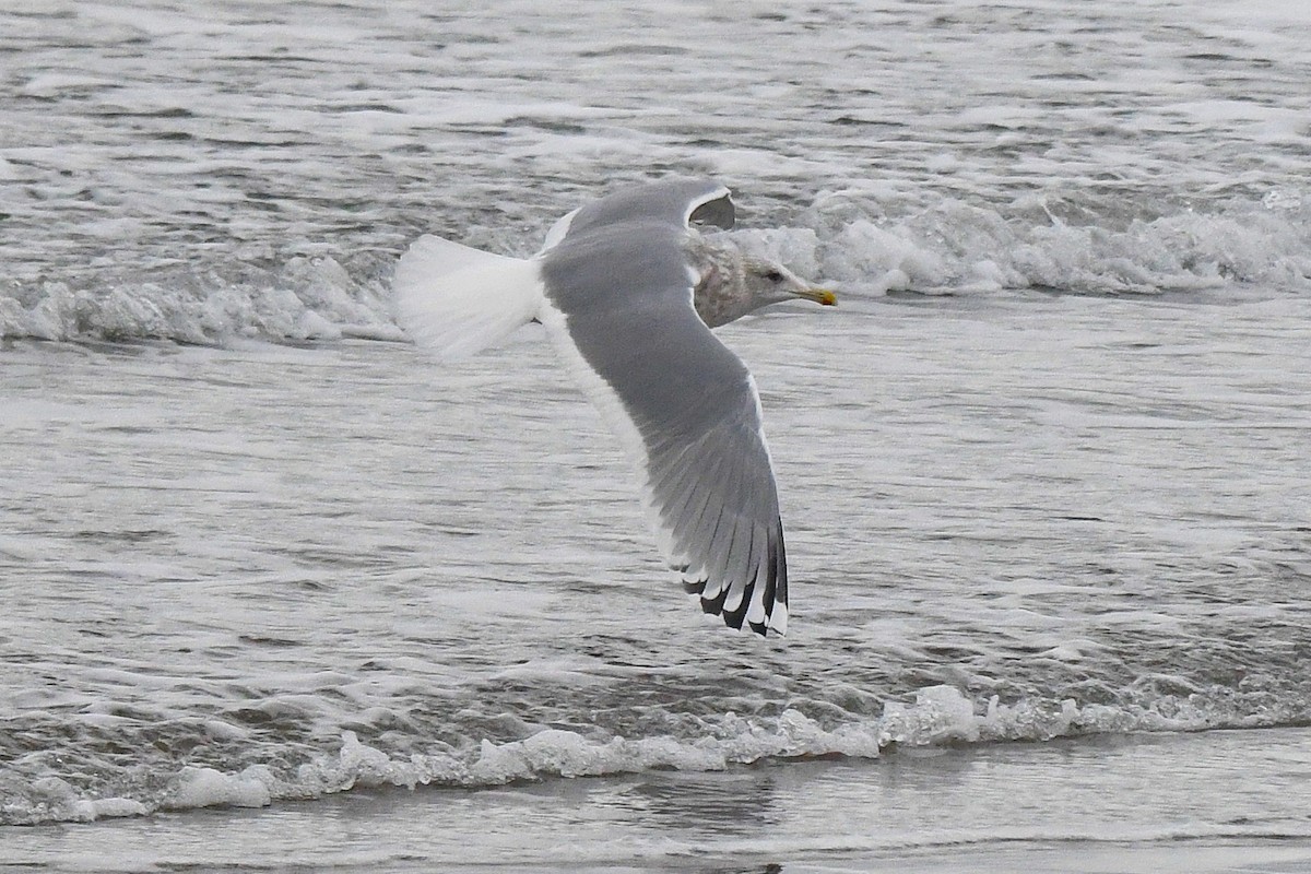 Iceland Gull (Thayer's) - ML195919251