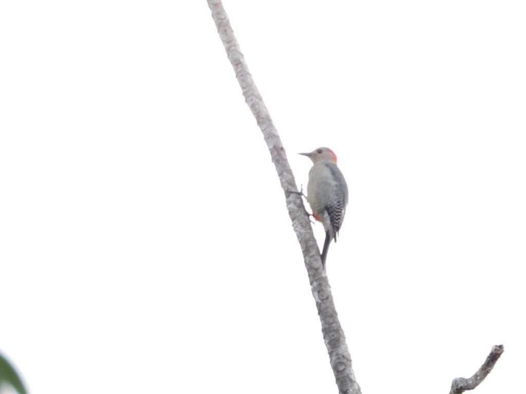 Yucatan Woodpecker - ML195919851