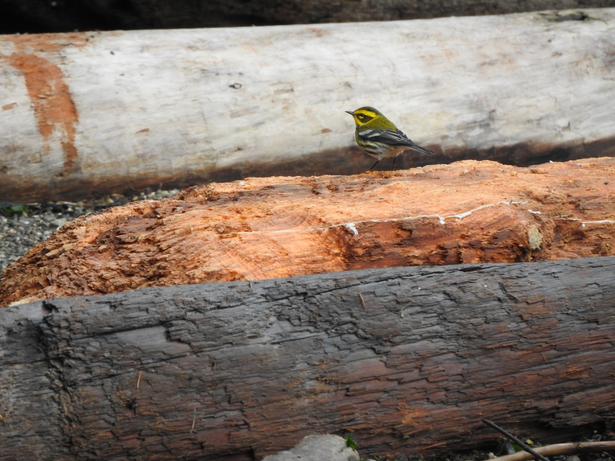 Townsend's Warbler - ML195920971