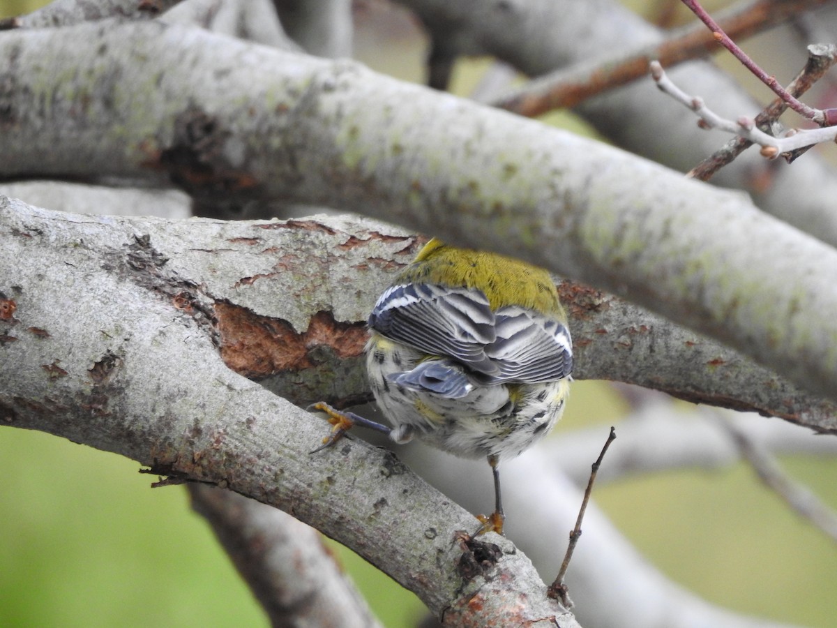 Townsend's Warbler - ML195921011