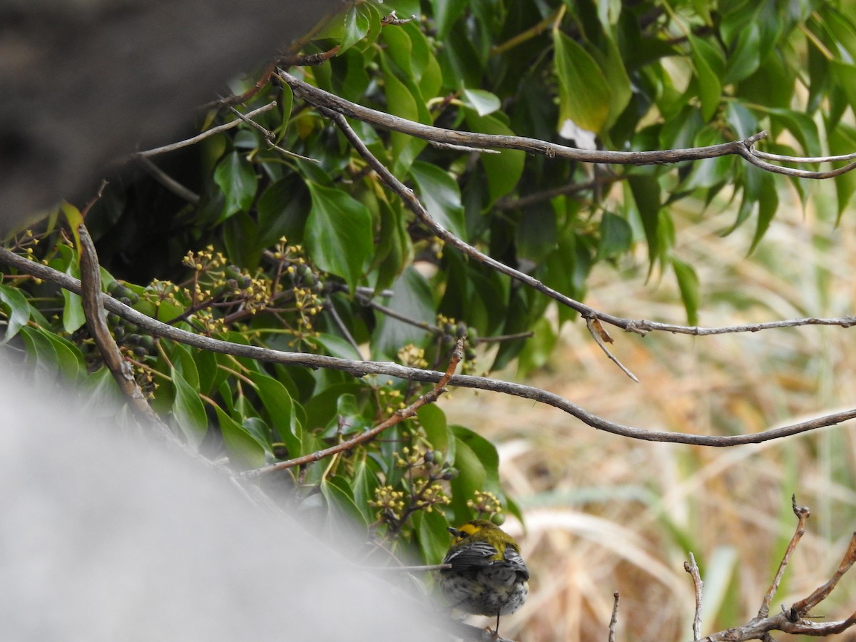 Townsend's Warbler - ML195921031