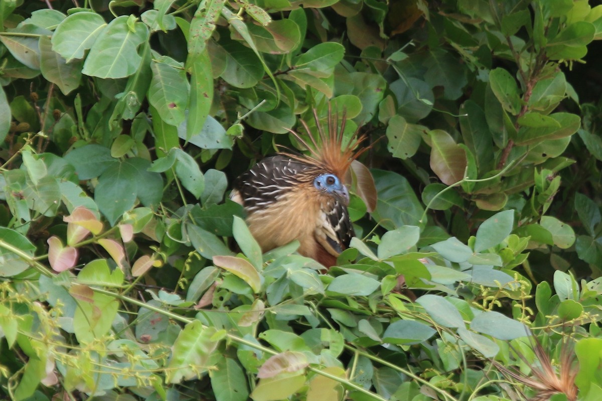 Hoatzin - ML195921581