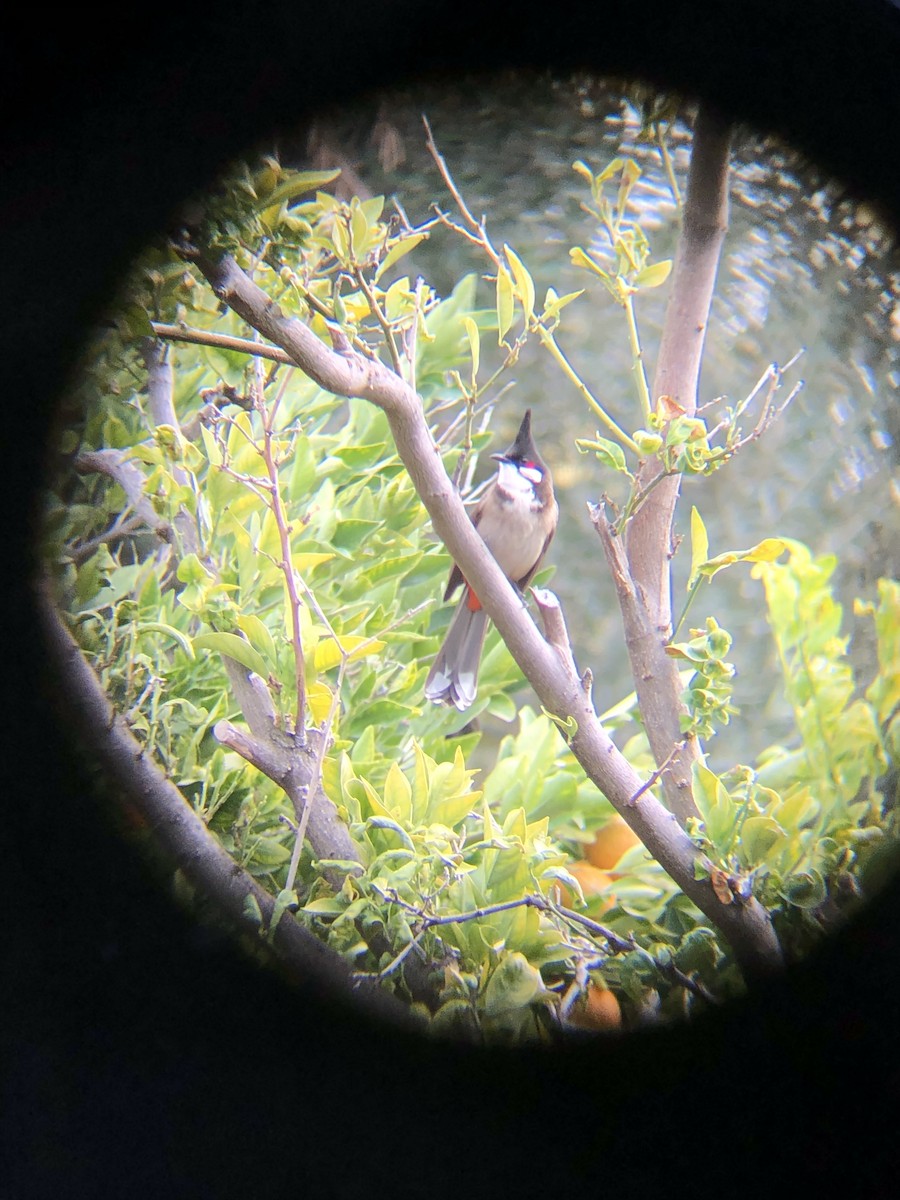 Red-whiskered Bulbul - ML195921791