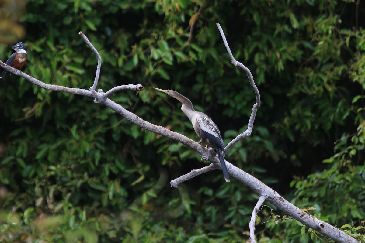 anhinga americká - ML195921941