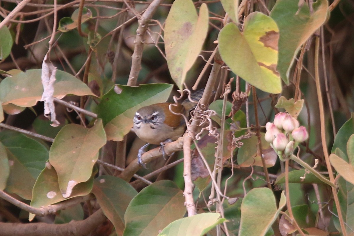 Moustached Wren - ML195922351