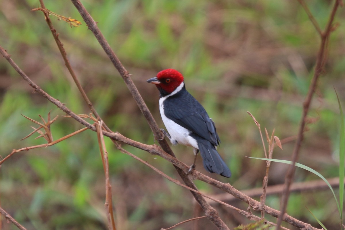 Red-capped Cardinal (Bolivian) - ML195922511