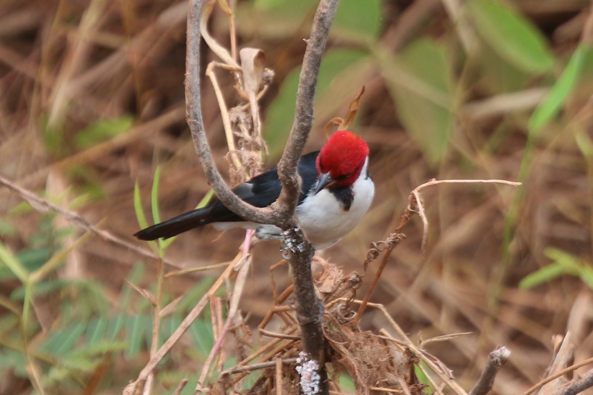 Red-capped Cardinal (Bolivian) - ML195922531