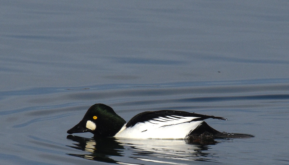 Common Goldeneye - ML195926551