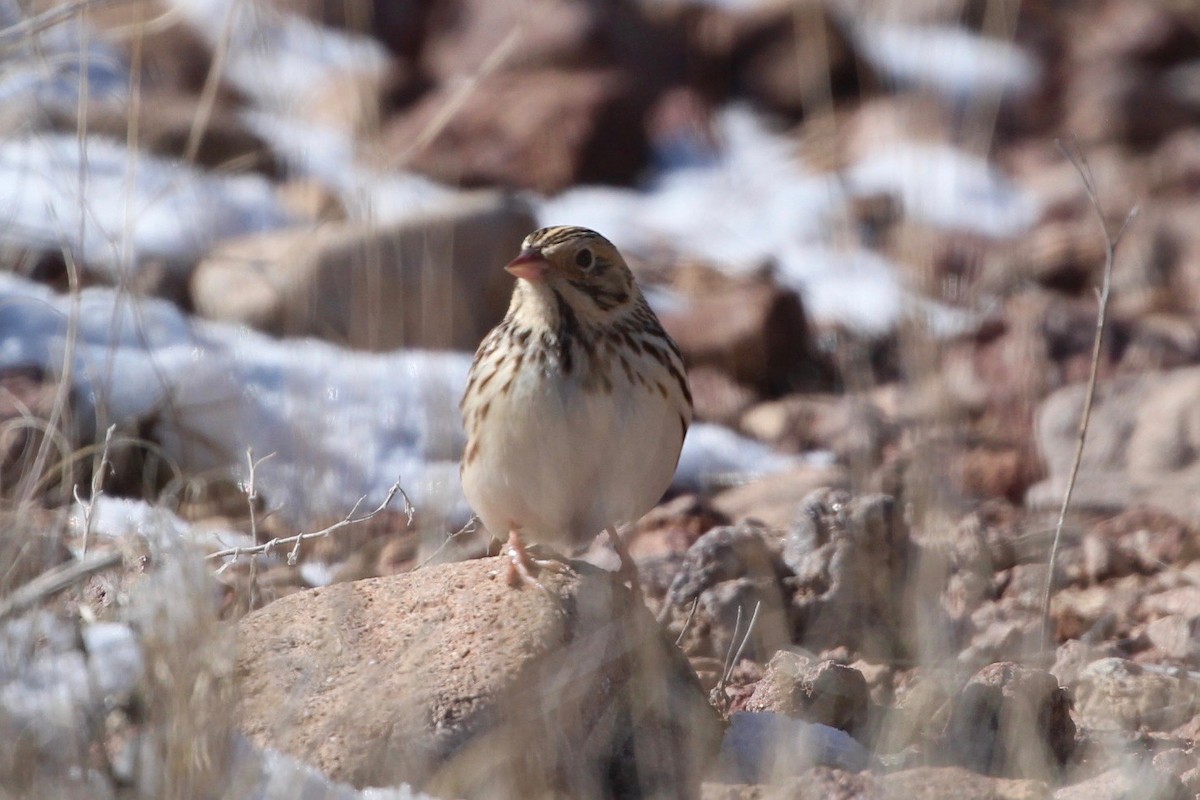 Baird's Sparrow - ML195930311