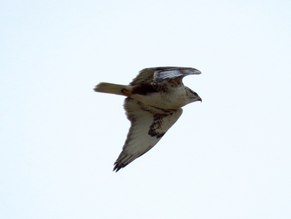 Ferruginous Hawk - ML195930681