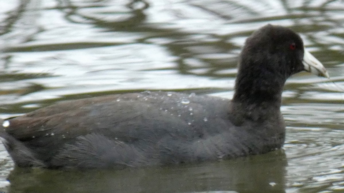 American Coot - Tre Bray