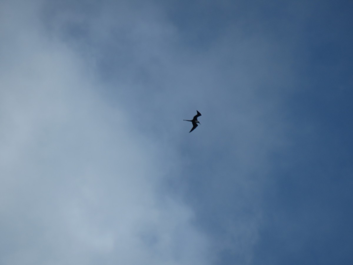 Magnificent Frigatebird - ML195932991