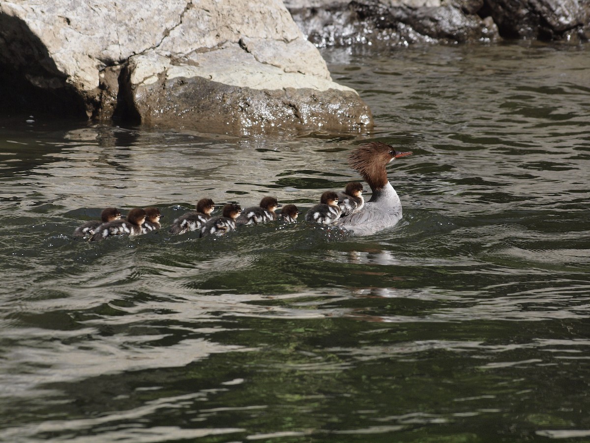 Common Merganser (North American) - Candace Austin