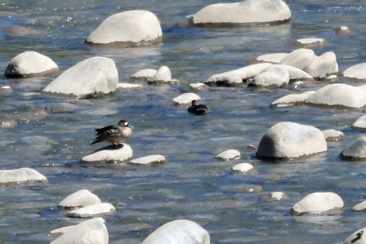 Spectacled Duck - ML195935351