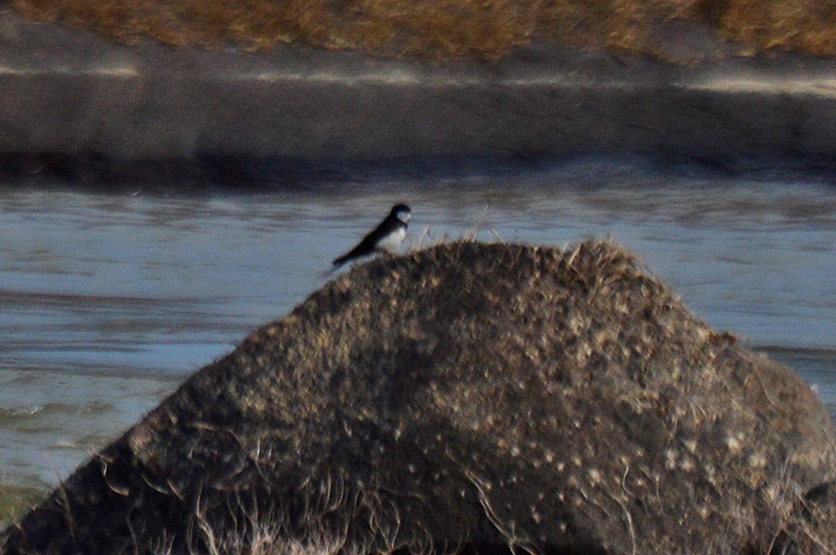 Black-collared Swallow - ML195939701