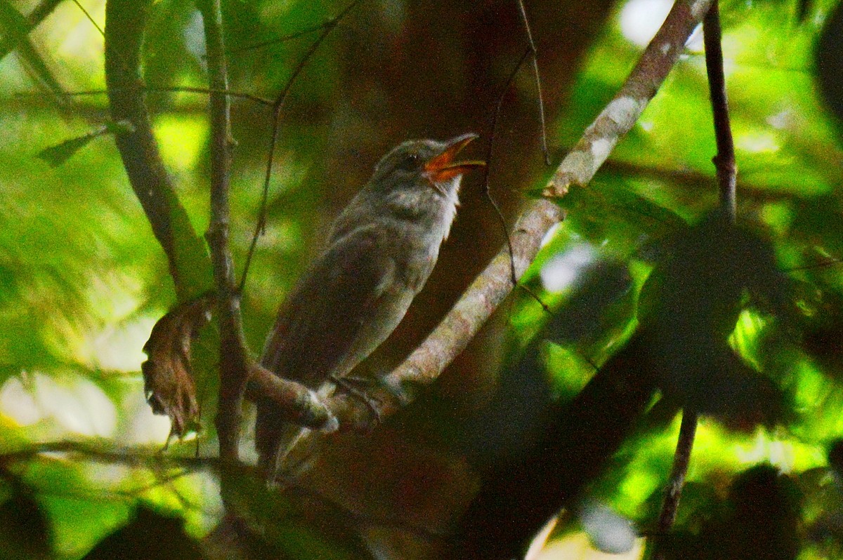 Screaming Piha - Patrícia Hanate