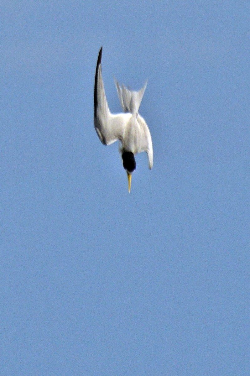 Yellow-billed Tern - ML195939811