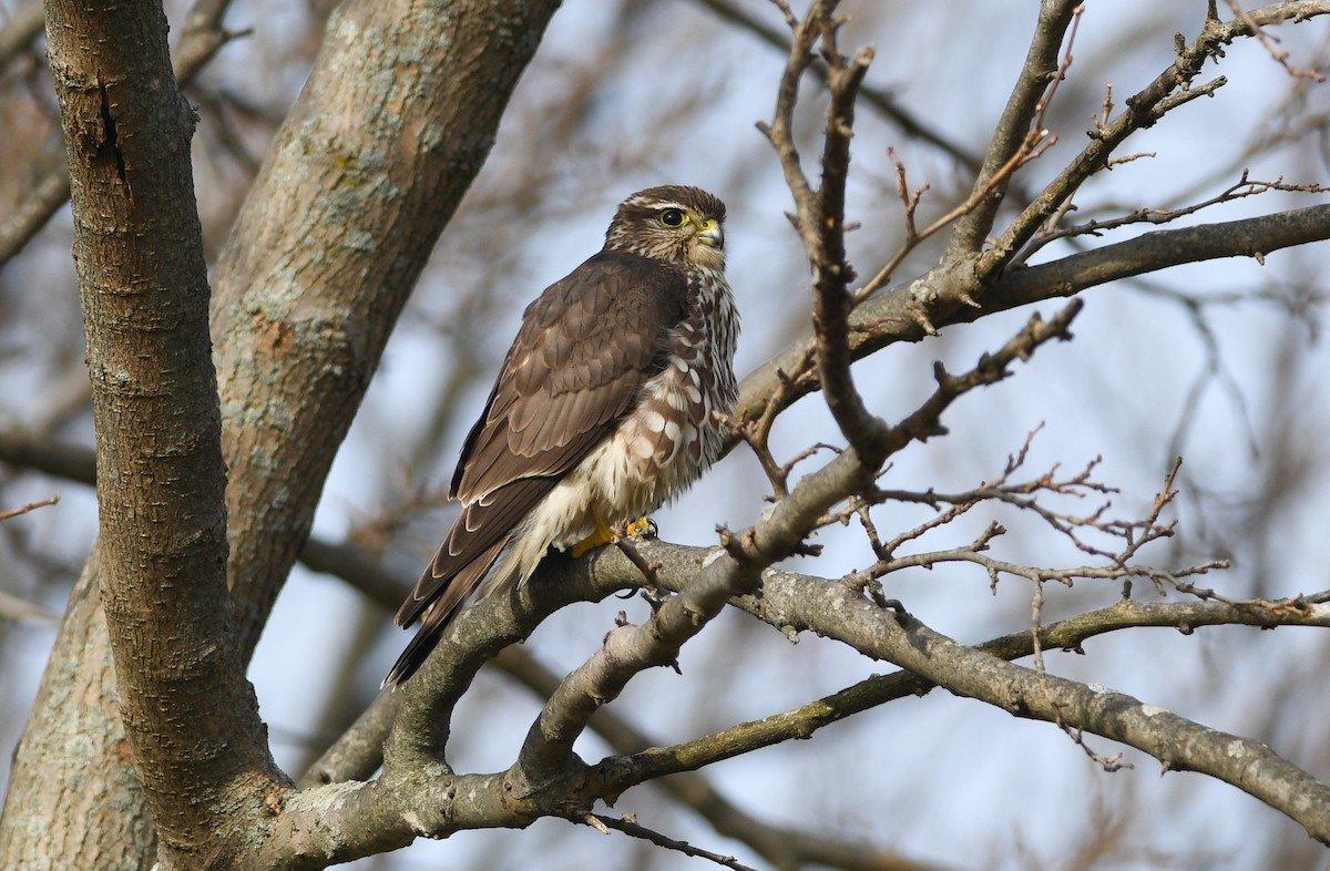 Merlin - ML195940131