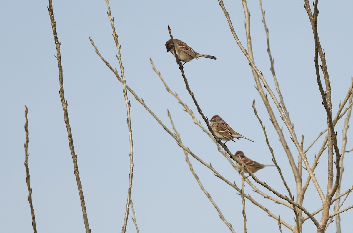 American Tree Sparrow - ML195940311