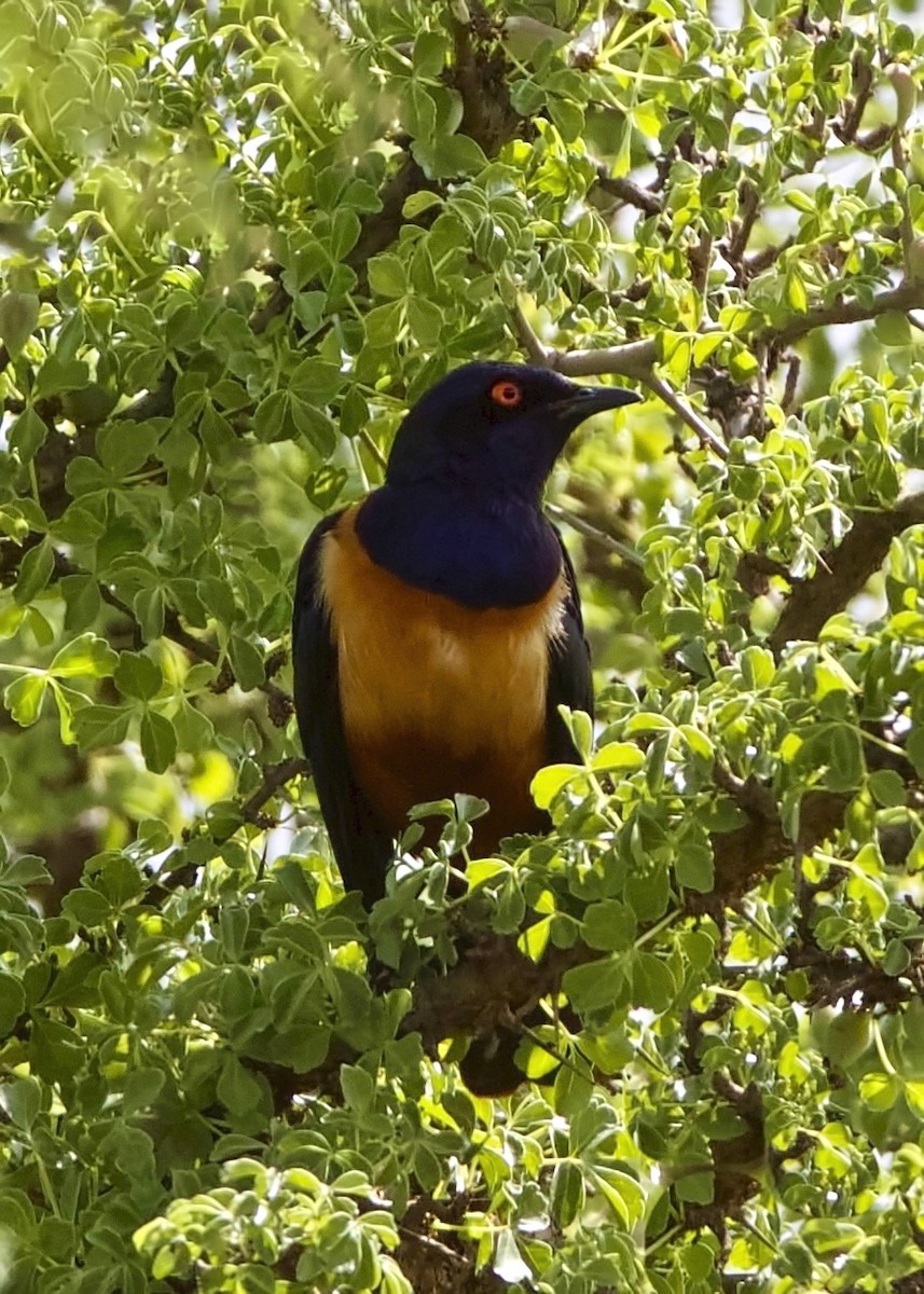 Hildebrandt's Starling - ML195941171