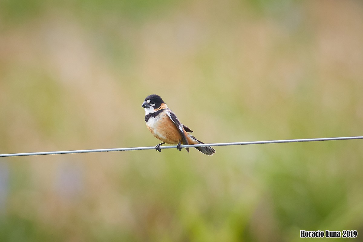 Rusty-collared Seedeater - ML195941581