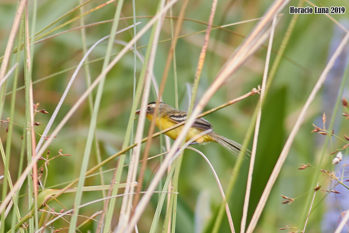 Crested Doradito - ML195941731