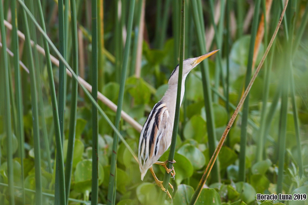 Stripe-backed Bittern - ML195942051