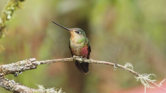 Blue-throated Starfrontlet - ML195942491