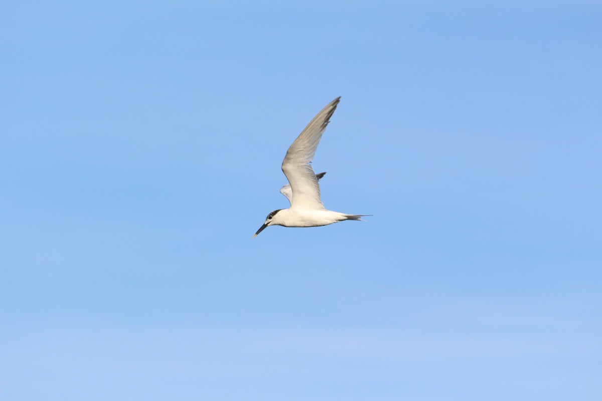 Sandwich Tern - ML195942651