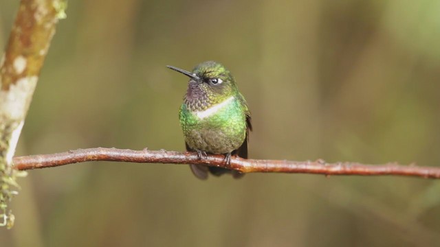 Colibrí Gorjiamatista (grupo clarisse) - ML195942901