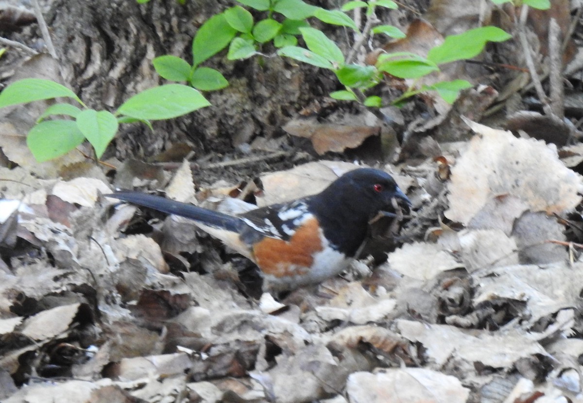 Spotted Towhee - ML195944841