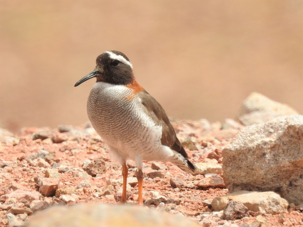 Diademed Sandpiper-Plover - ML195946321