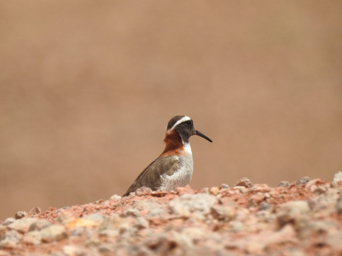 Diademed Sandpiper-Plover - ML195946811