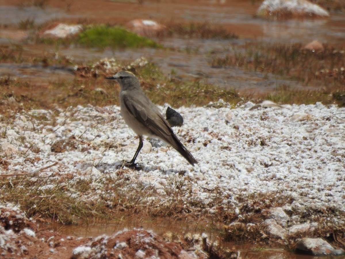 Ochre-naped Ground-Tyrant - ML195947461