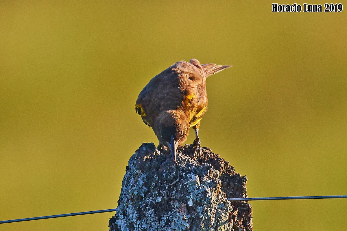 Brown-and-yellow Marshbird - Horacio Luna