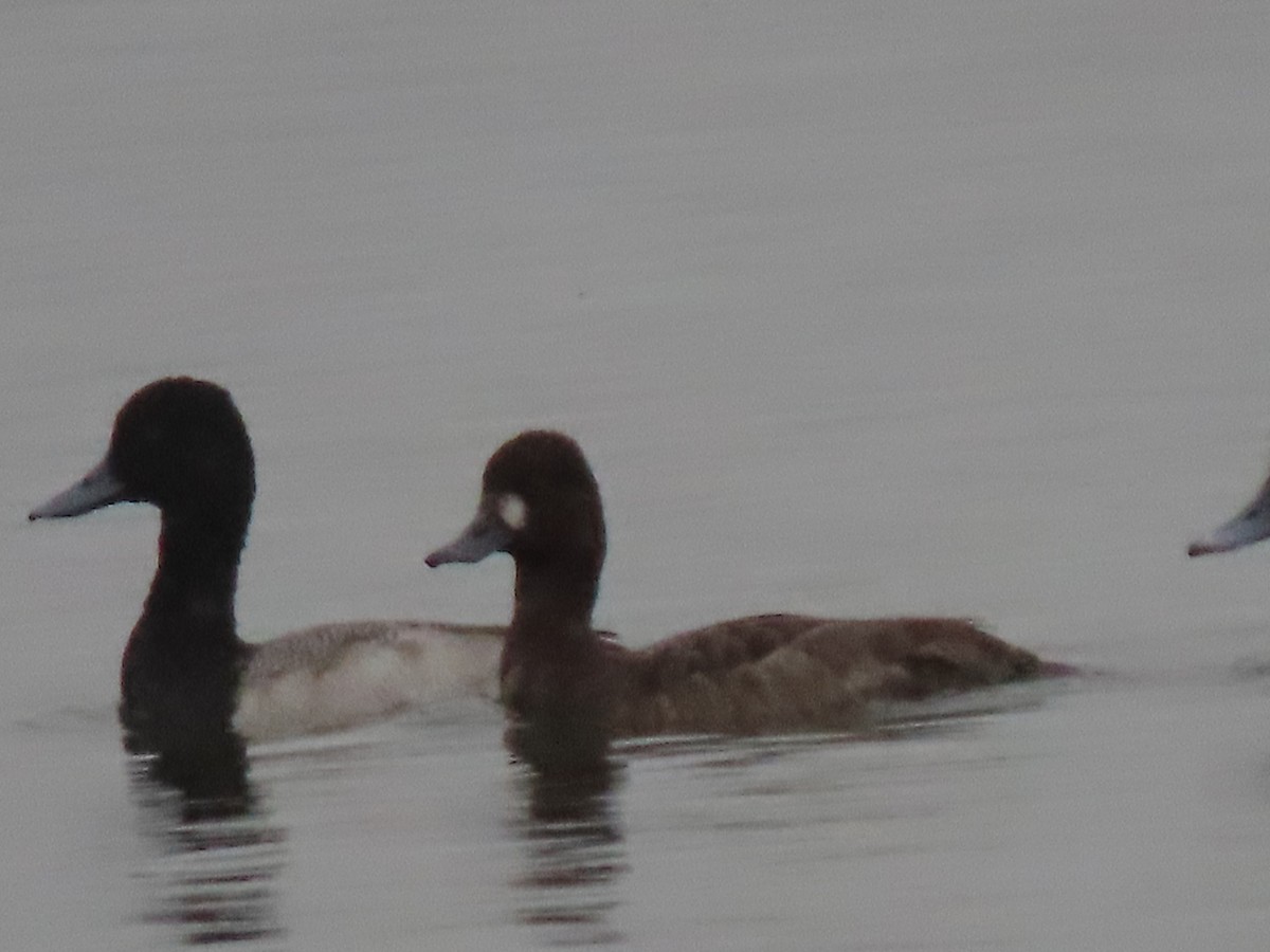 Greater Scaup - ML195947881