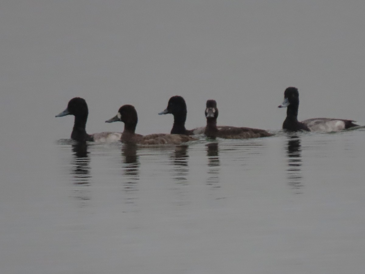 Greater Scaup - ML195947951