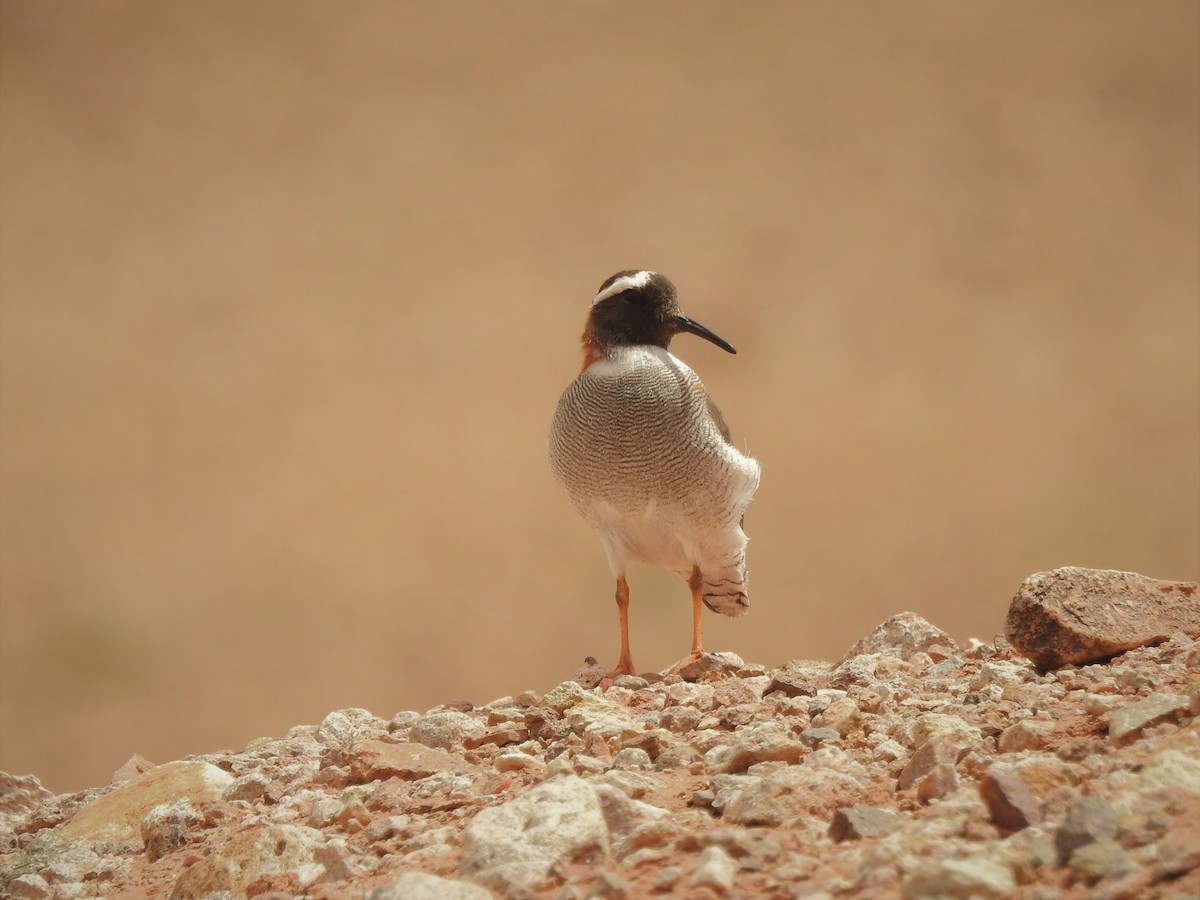 Diademed Sandpiper-Plover - ML195948431