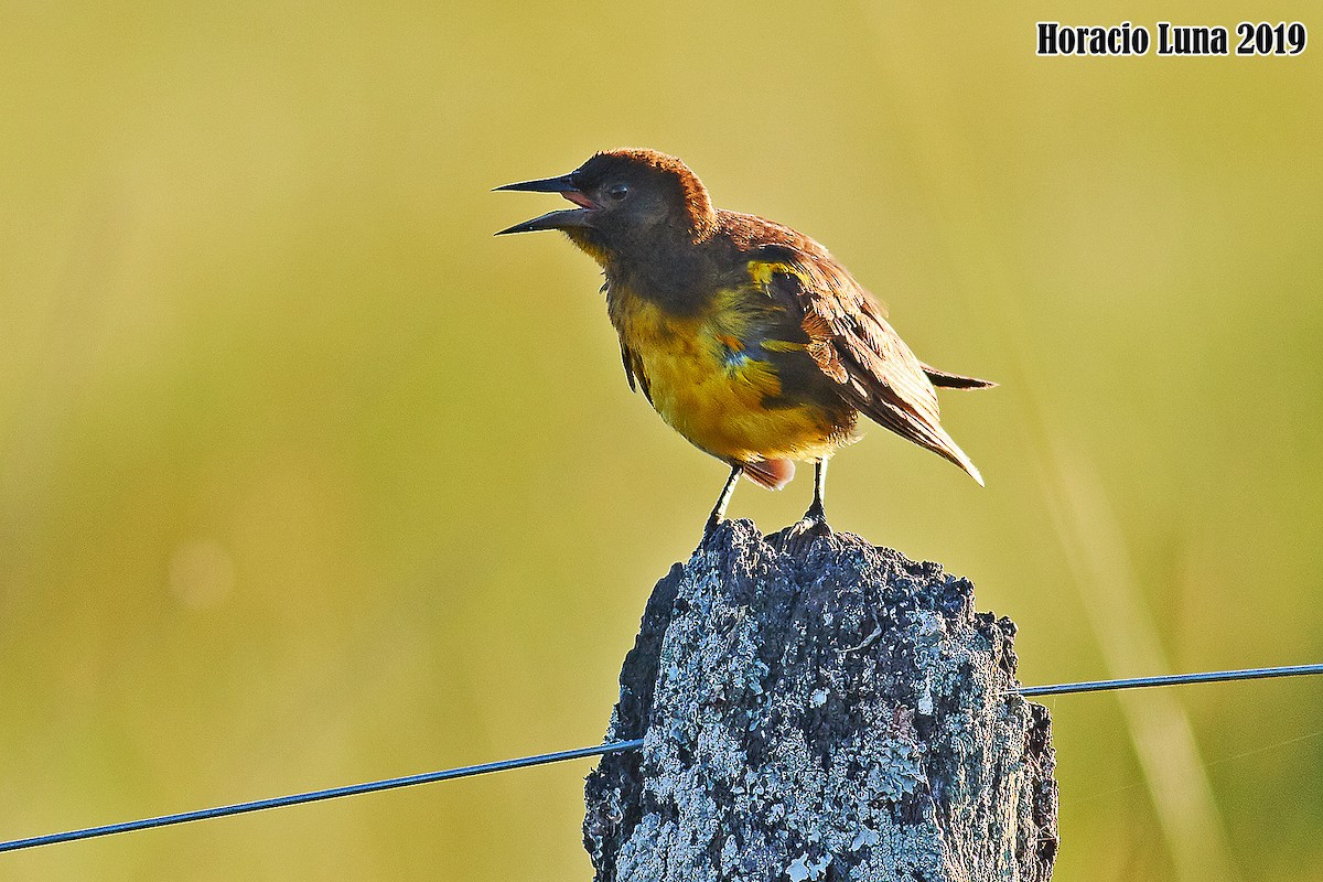 Brown-and-yellow Marshbird - Horacio Luna