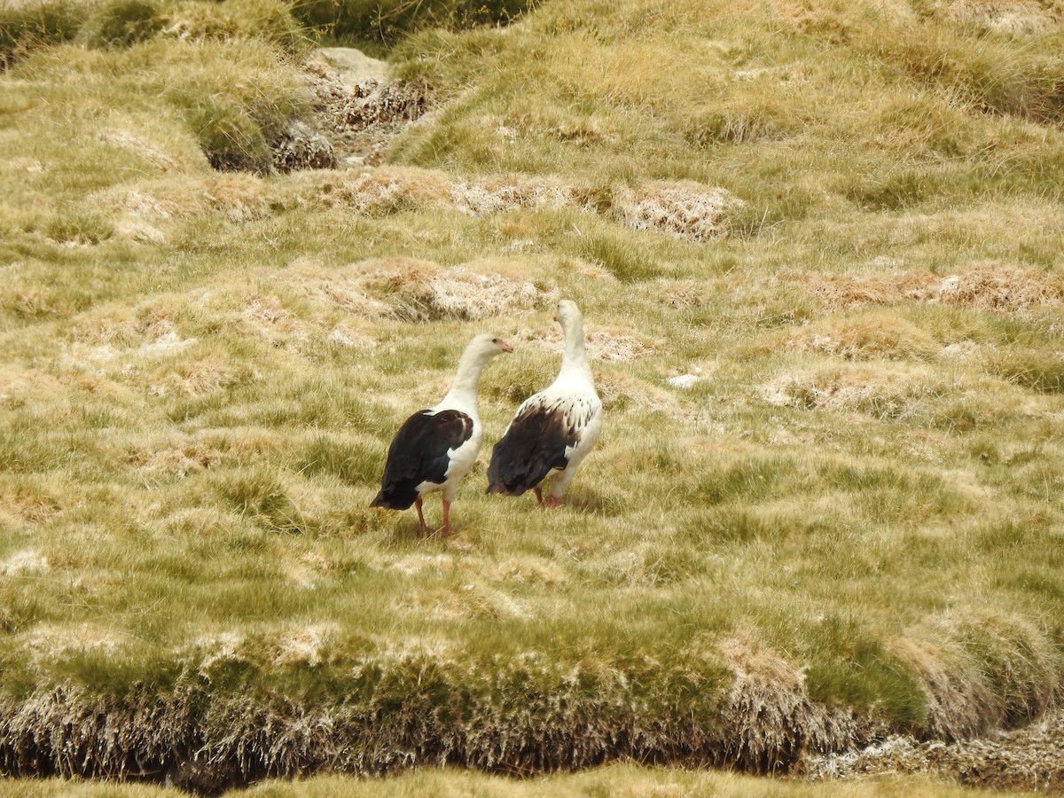 Andean Goose - ML195948831