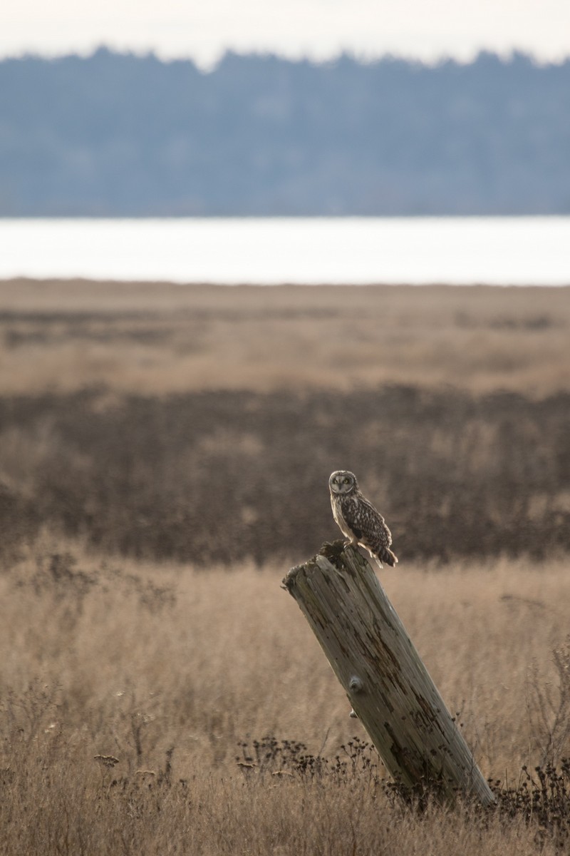 Short-eared Owl - ML195948921