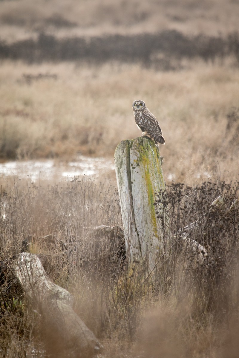 Short-eared Owl - ML195948941
