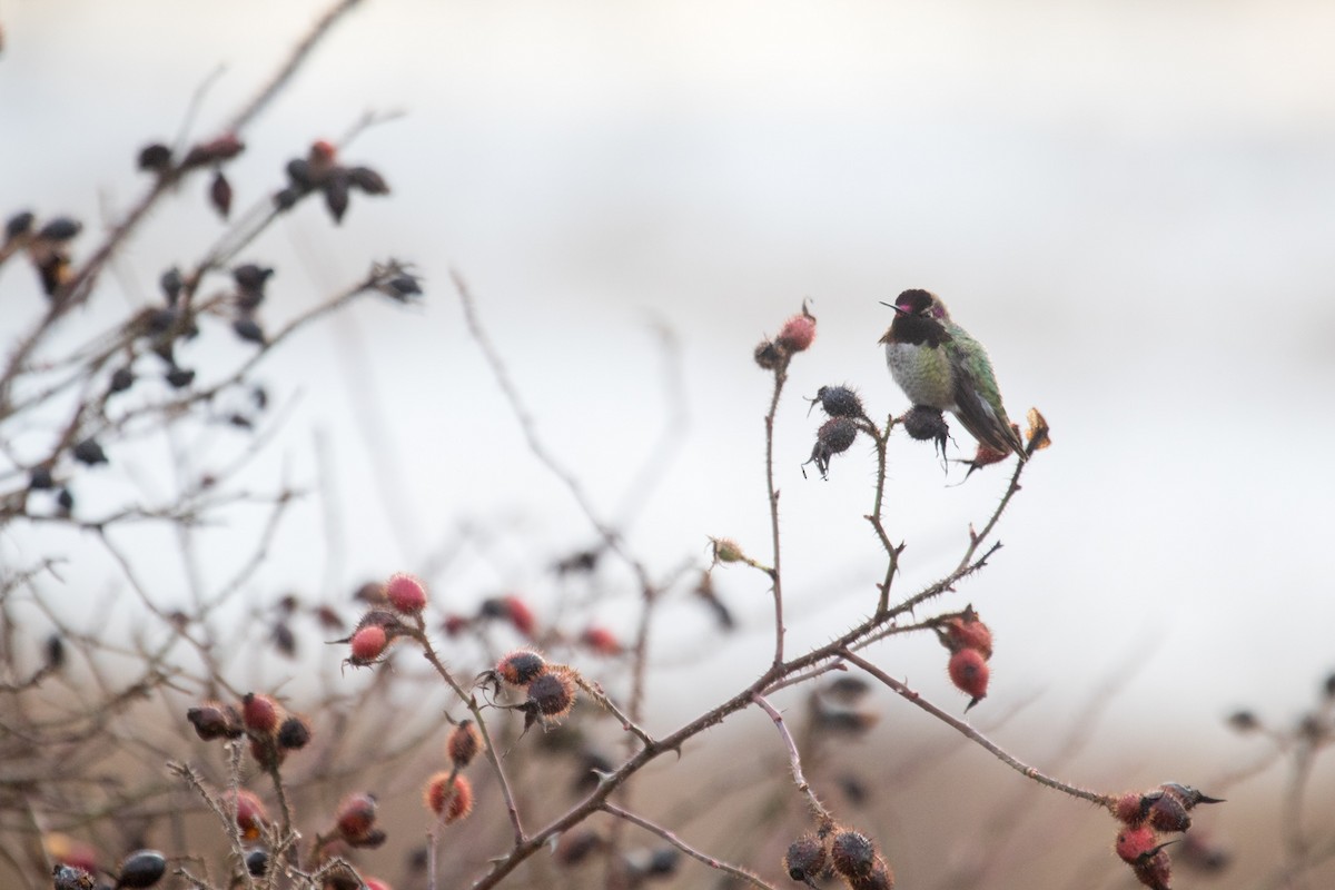 Anna's Hummingbird - Alice Sun