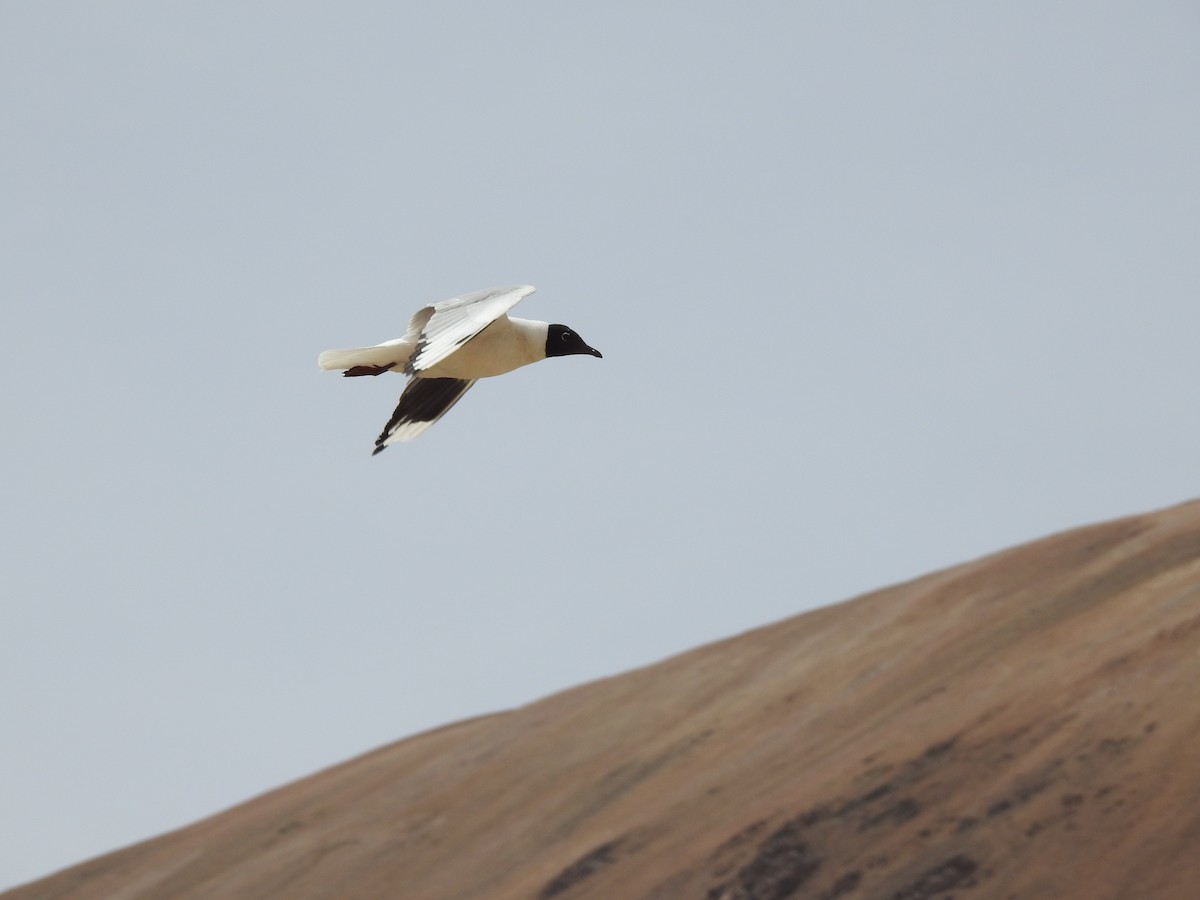 Andean Gull - ML195949311