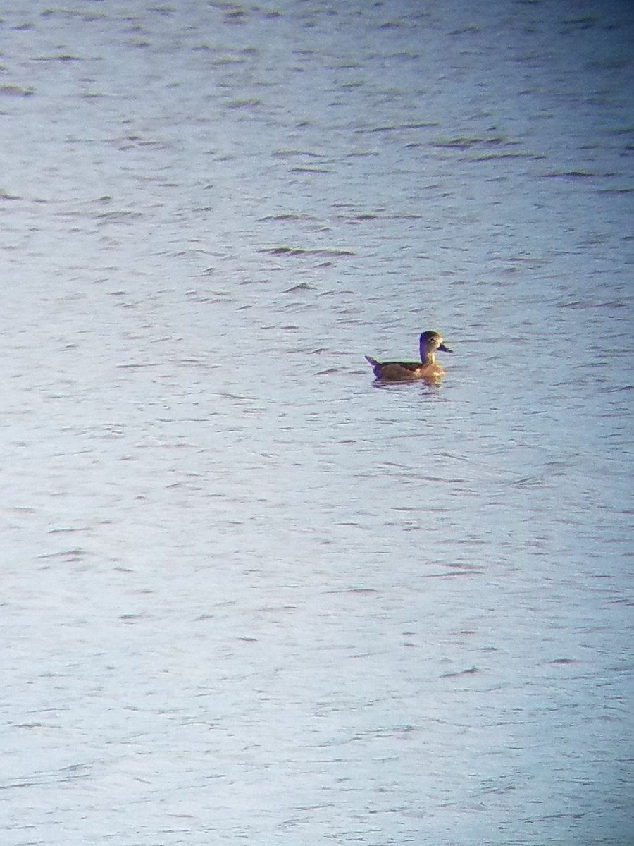 Ring-necked Duck - Leslie Penner