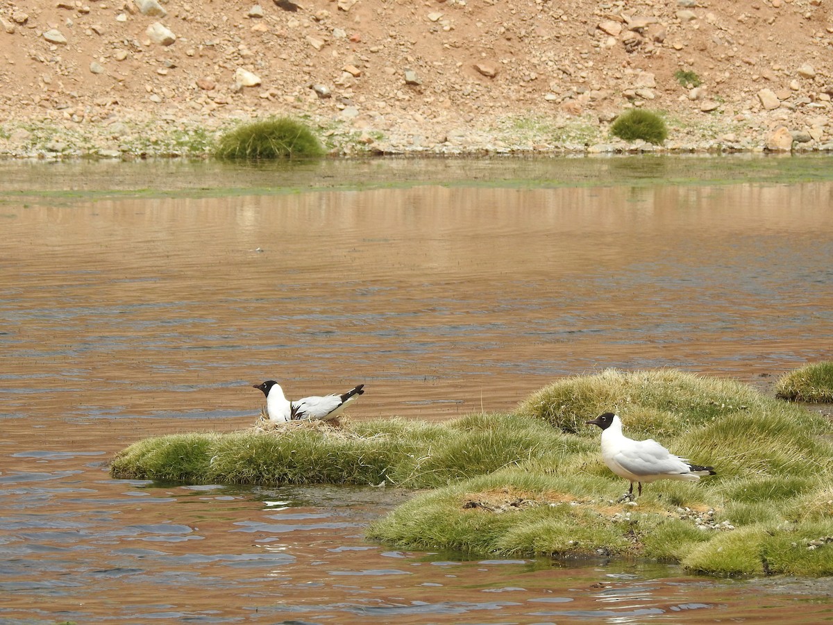 Andean Gull - ML195949551